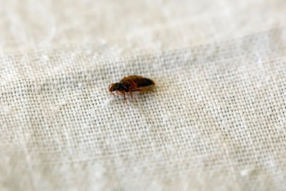 Universal Pest technician inspecting a mattress seam for bed bugs in Hampton Roads