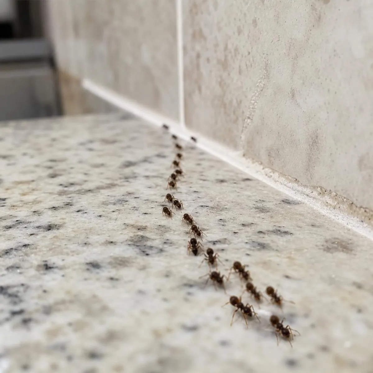 A line of small dark ants trailing along the edge of a kitchen countertop toward the caulk seam at the backsplash.