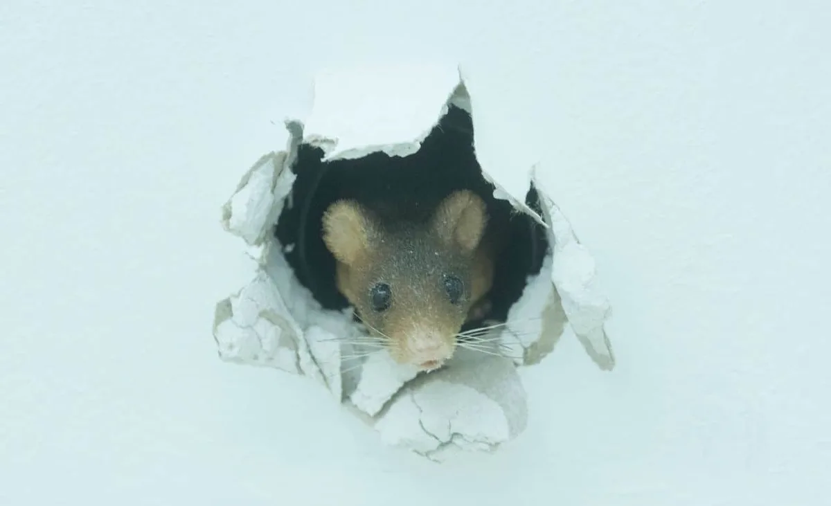 Rodent Exclusion Cost in Virginia Beach: Trapping vs. Permanent Sealing