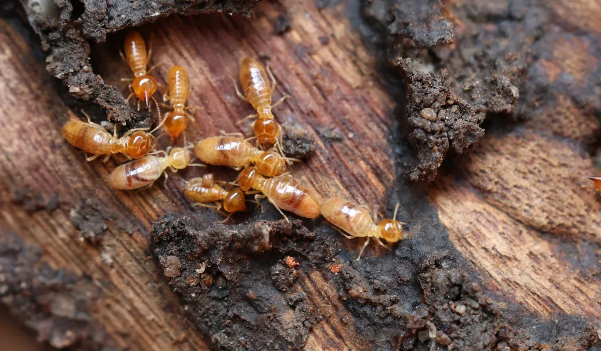 The Big Wait: Why the 2026 Drought has Hampton Roads Termites Stuck Underground
