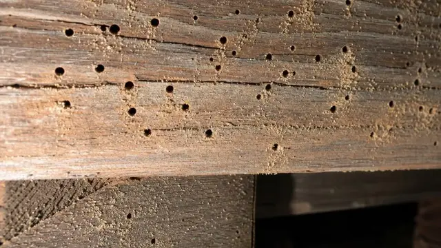 Powderpost beetle exit holes and frass covering aged wooden subfloor joists under a Hampton Roads home crawl space