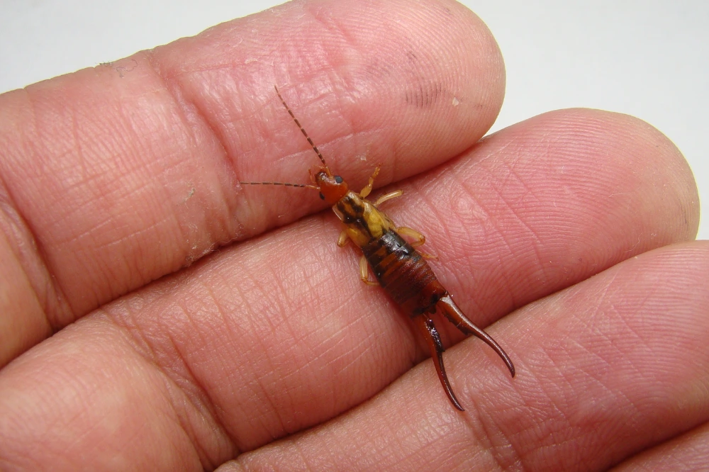 Earwig perimeter control treatment around a Hampton Roads flowerbed