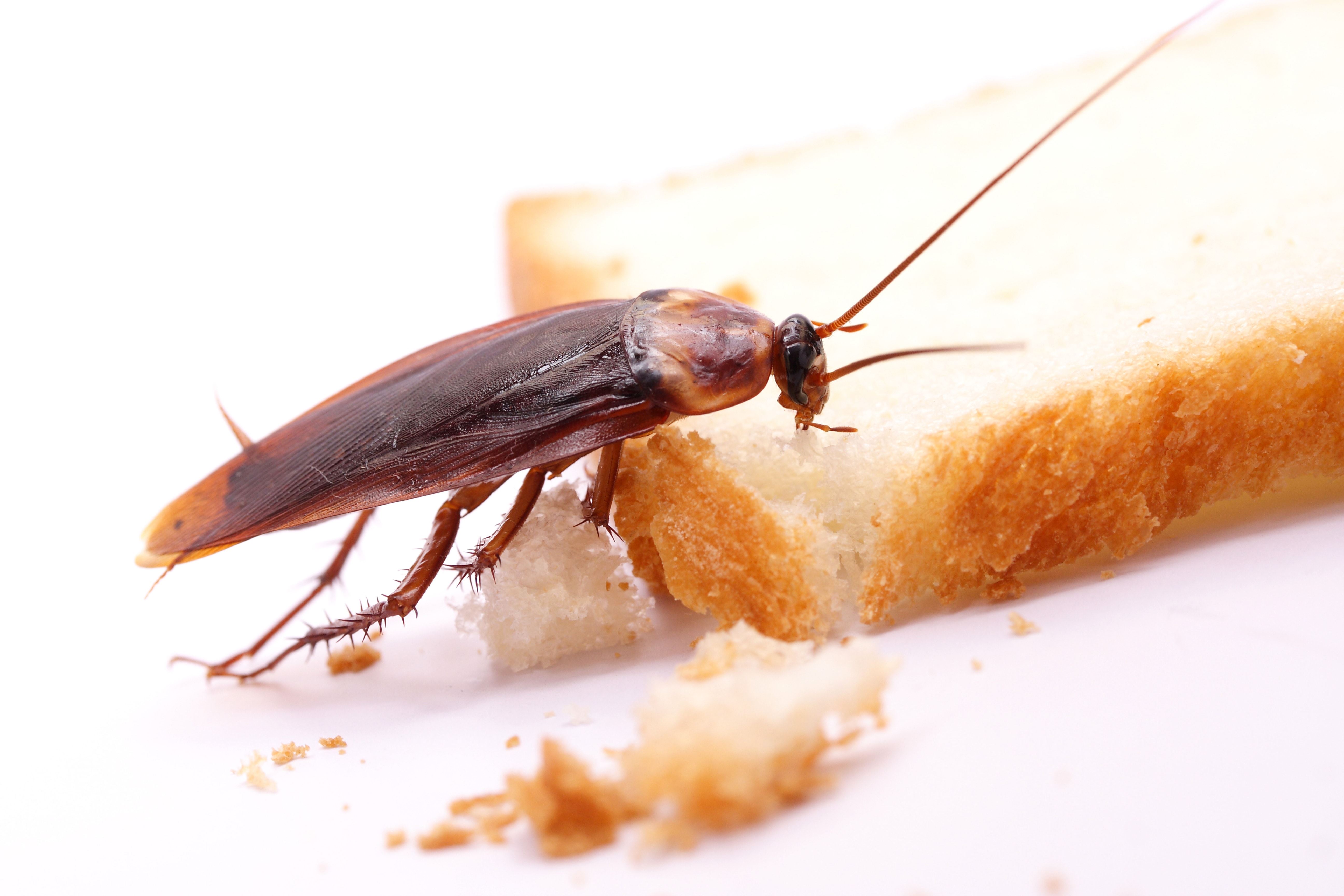 Roaches in Kitchen Home Pest Control