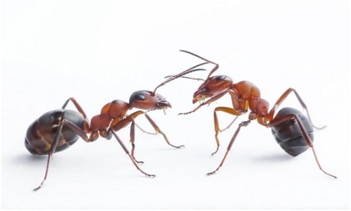 Ant Control Chesapeake