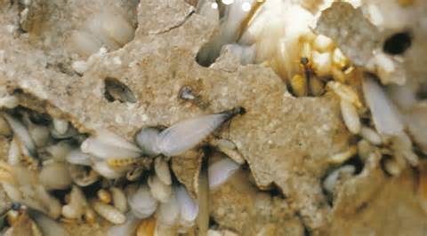 Swarming Termite