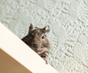 How to Prevent Rodents from Entering My Home During Fall