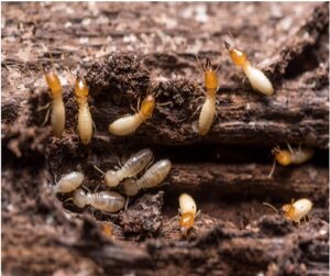termites virginia beach