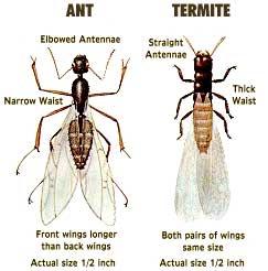 termite or ant differences 