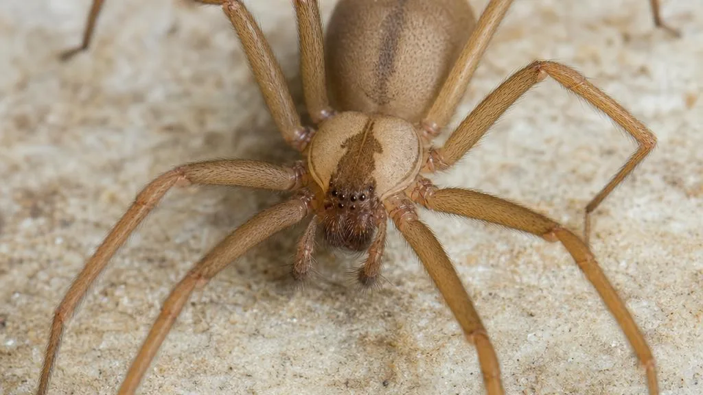 Light tan-brown brown recluse spider with a dark violin-shaped marking on its back