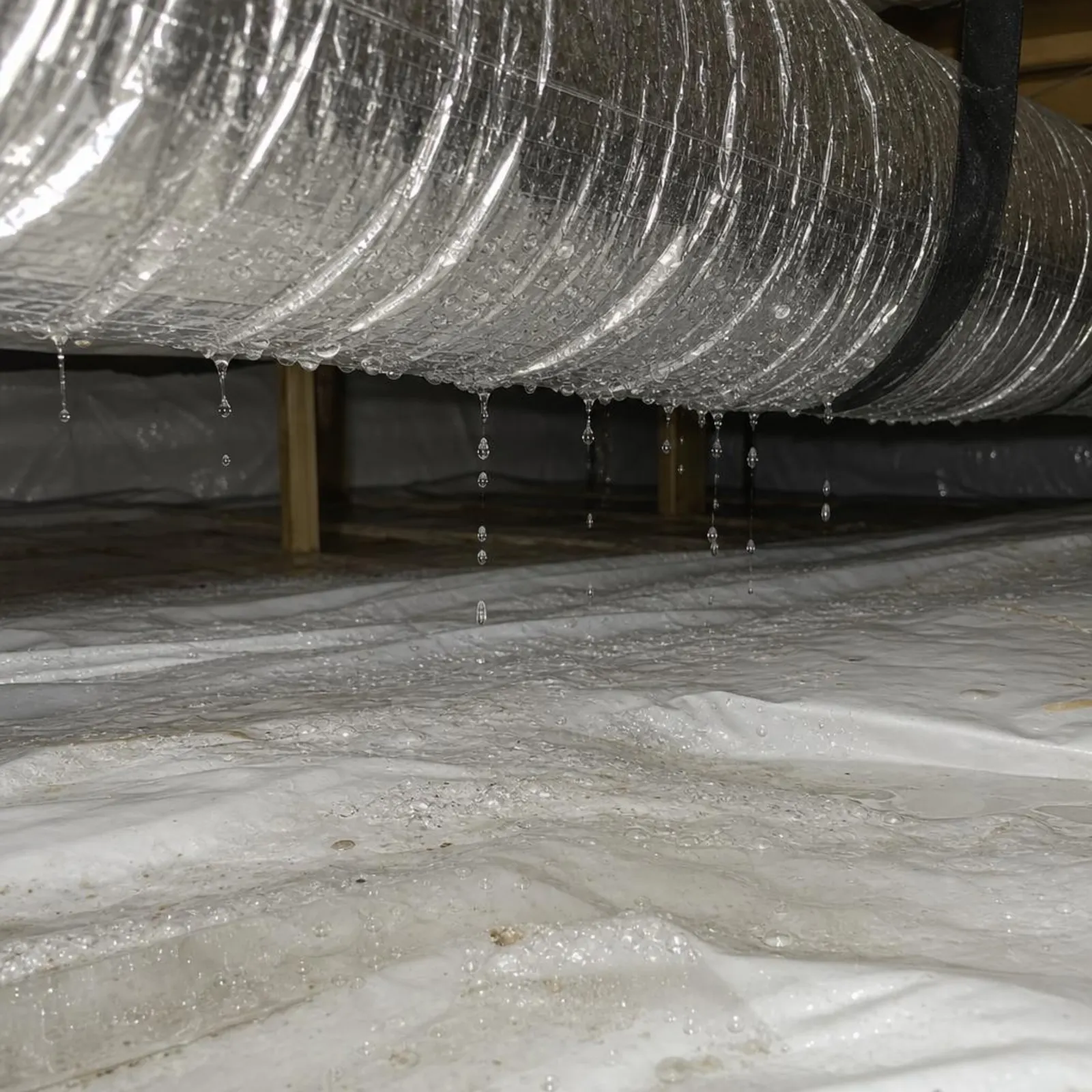 Condensation beading and dripping from a cold flexible air duct in a crawl space onto a wet vapor barrier below.