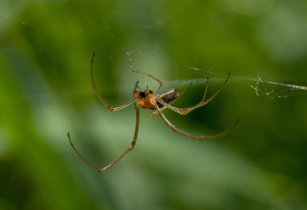 Spider web removal and perimeter spider treatment on a Hampton Roads home
