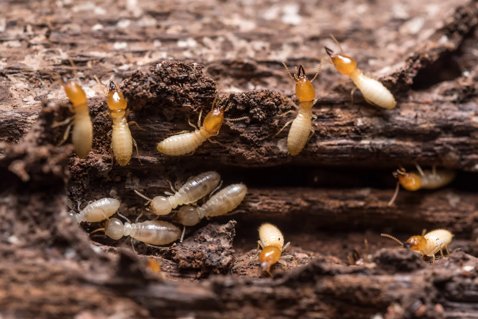 Close-up macro of a colony of active, cream-colored subterranean termites tunneling through and feeding on damaged wood, showing the kind of hidden infestation Universal Pest & Termite eliminates in Hampton Roads homes