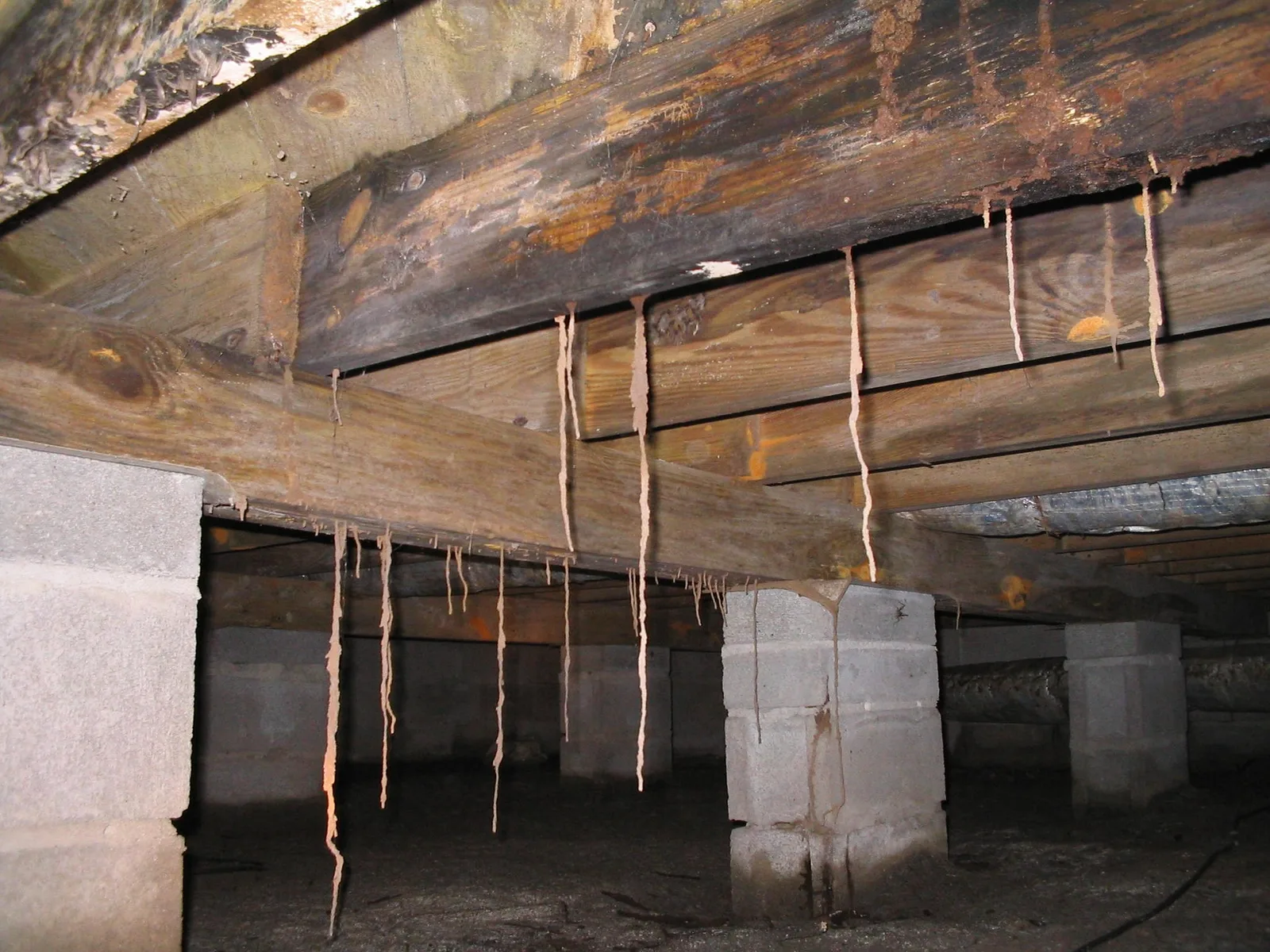 Termite mud tubes hanging down from the floor joists and subfloor in the crawl space of a Virginia Beach home, showing an active subterranean termite infestation found by Universal Pest & Termite