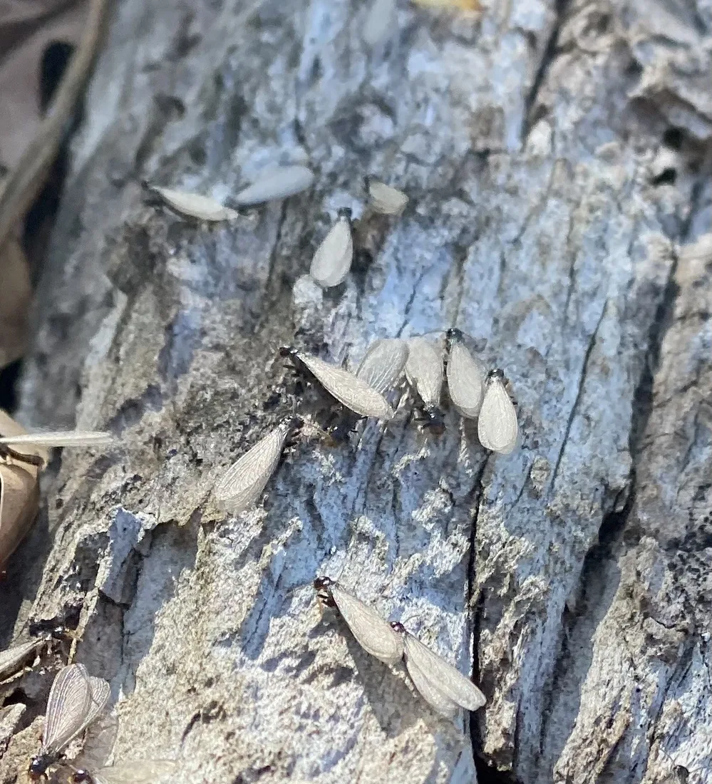 Dozens of live subterranean termite swarmers emerging from weathered wood during a spring swarm